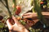 Fiskars X-series™ összecsukható betakarító kés K80 - 25 év garanciával (1062819)