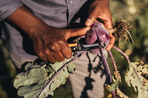 Fiskars X-series™ összecsukható betakarító kés K80 - 25 év garanciával (1062819)