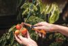Fiskars X-series™ összecsukható betakarító kés K80 - 25 év garanciával (1062819)