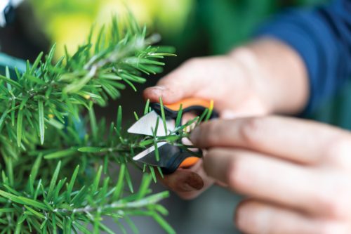 Fiskars Solid™ fűszernövényvágó olló SP220 (1063326)