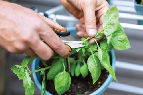 Fiskars Solid™ fűszernövényvágó olló SP220 (1063326)