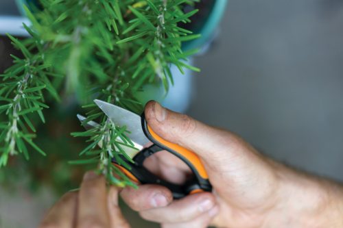 Fiskars Solid™ fűszernövényvágó olló SP220 (1063326)