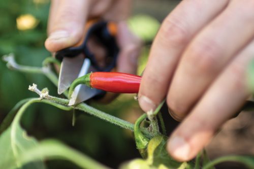 Fiskars Solid™ fűszernövényvágó olló SP220 (1063326)