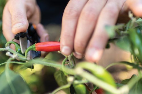 Fiskars Solid™ fűszernövényvágó olló SP220 (1063326)