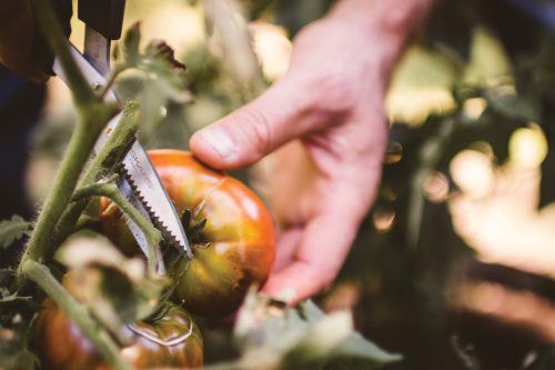 Fiskars Solid™ Zöldségvágó olló SP240 (1063327)