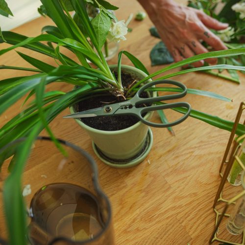 Fiskars Plant Care Növényápoló olló, tartóval, olivazöld színű