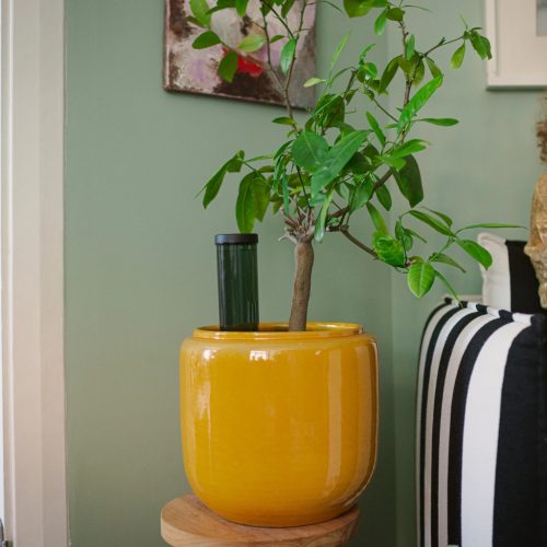 Fiskars Plant Care Automatikus öntözőtüske 3,5 dl-es víztartállyal