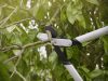 Fiskars PowerGear™ Fém fogaskerekes ágvágó LX92 (S) - 25 év garanciával (1020186)