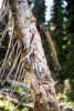 Gerber Bushcraft Fejsze - Coyote (1059849)