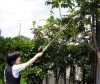 NISHIGAKI ágfűrész teleszkópos 1,1m  N-751